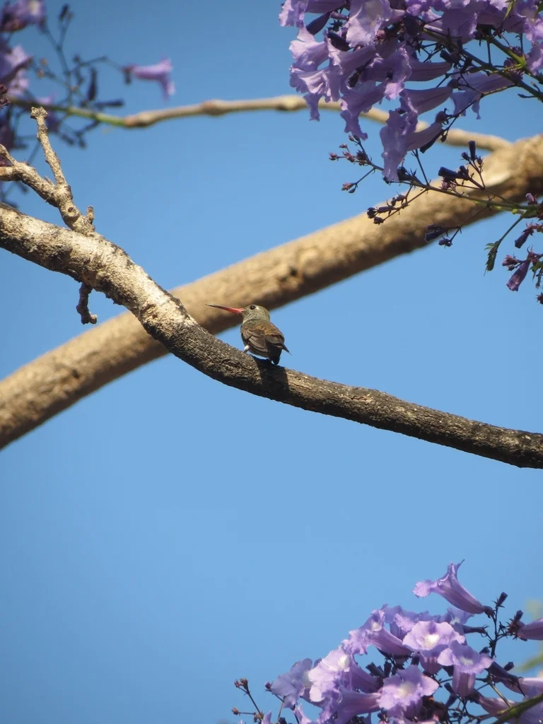 艳蜂鸟(Amazilis amazilia)