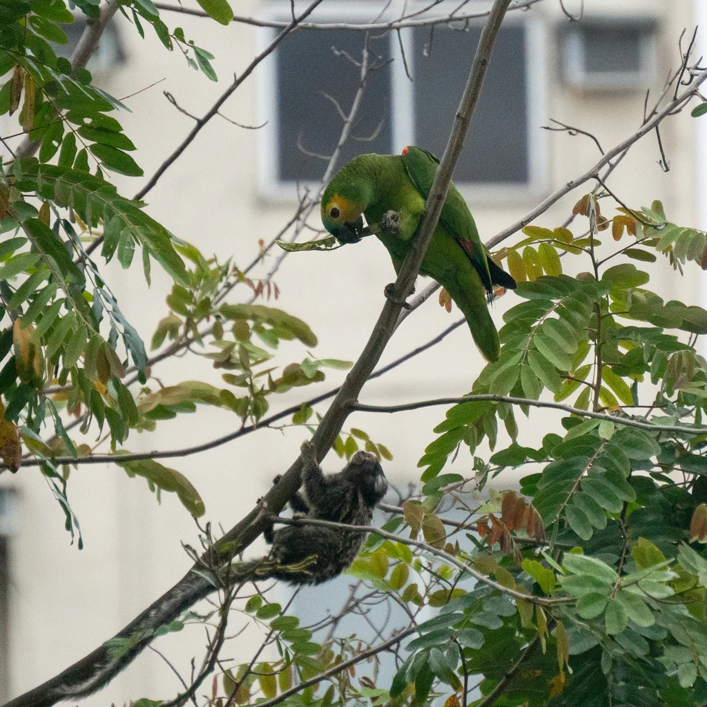 蓝顶鹦哥(Amazona aestiva)