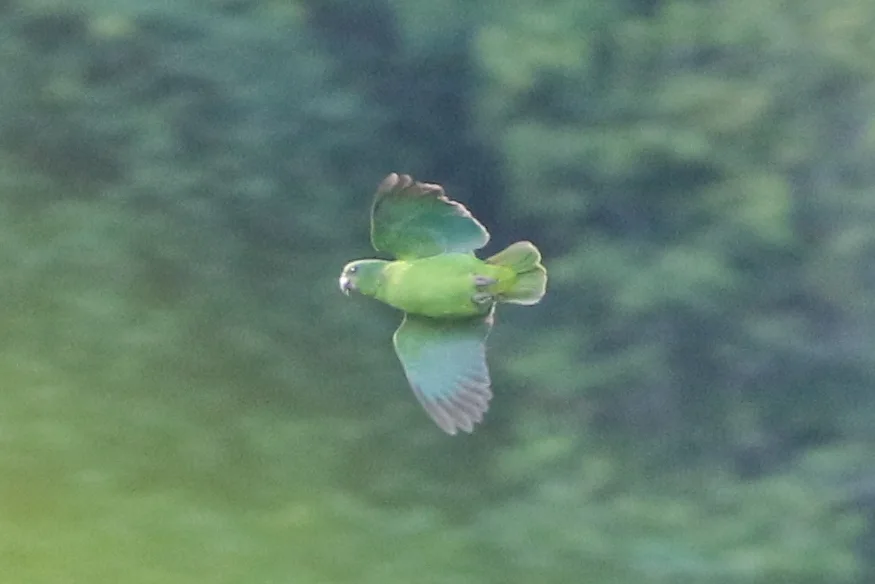 黑嘴鹦哥(Amazona agilis)