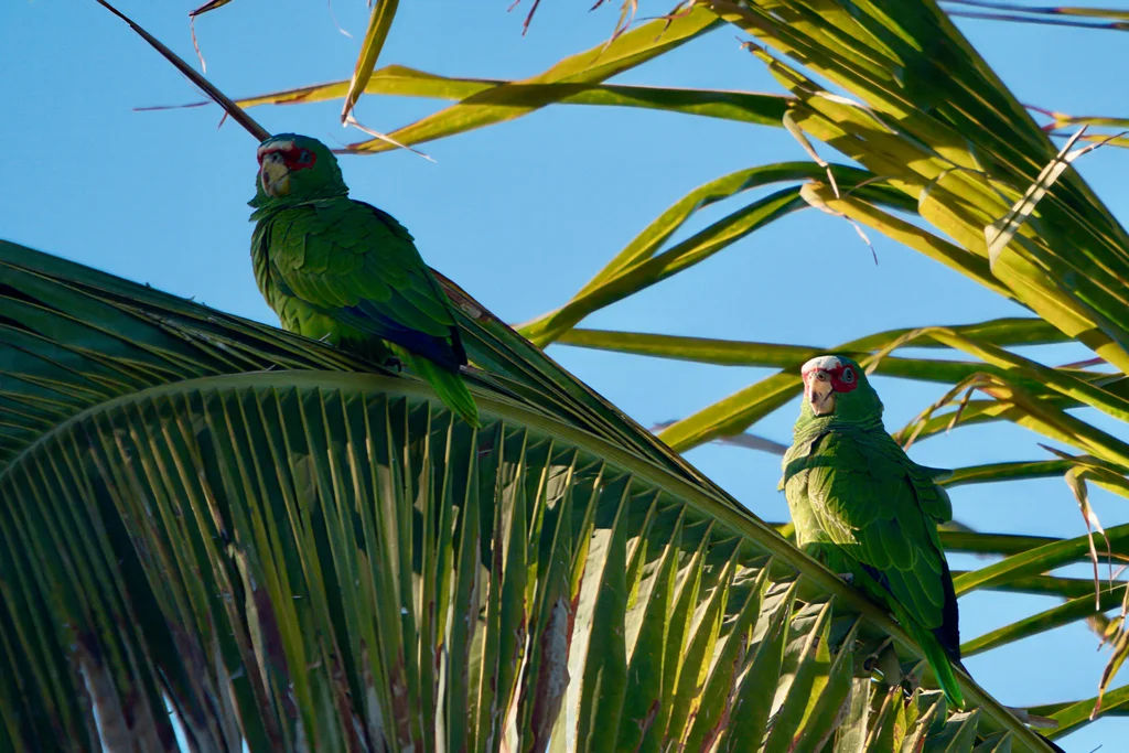 白额绿鹦哥(Amazona albifrons)