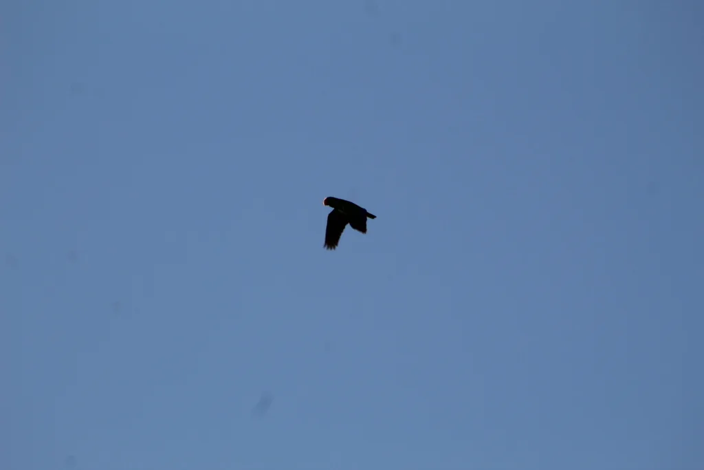 白额绿鹦哥(Amazona albifrons)