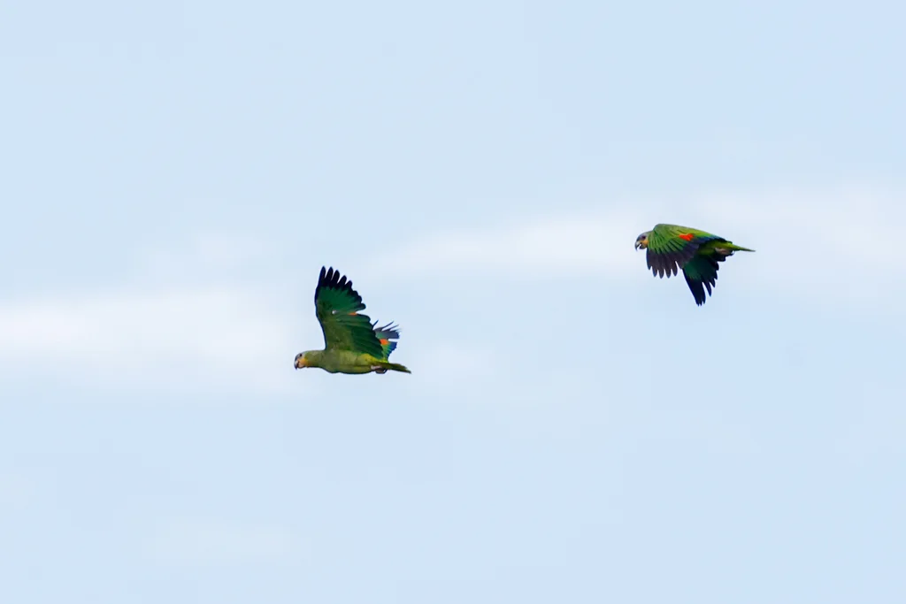 橙翅鹦哥(Amazona amazonica)