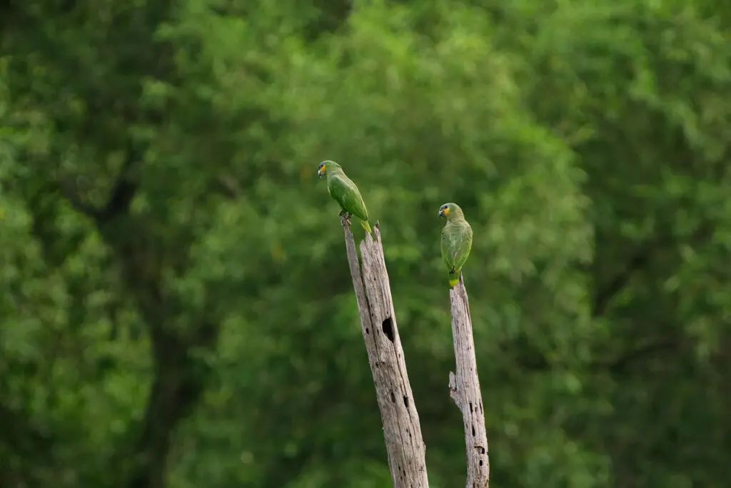 橙翅鹦哥(Amazona amazonica)