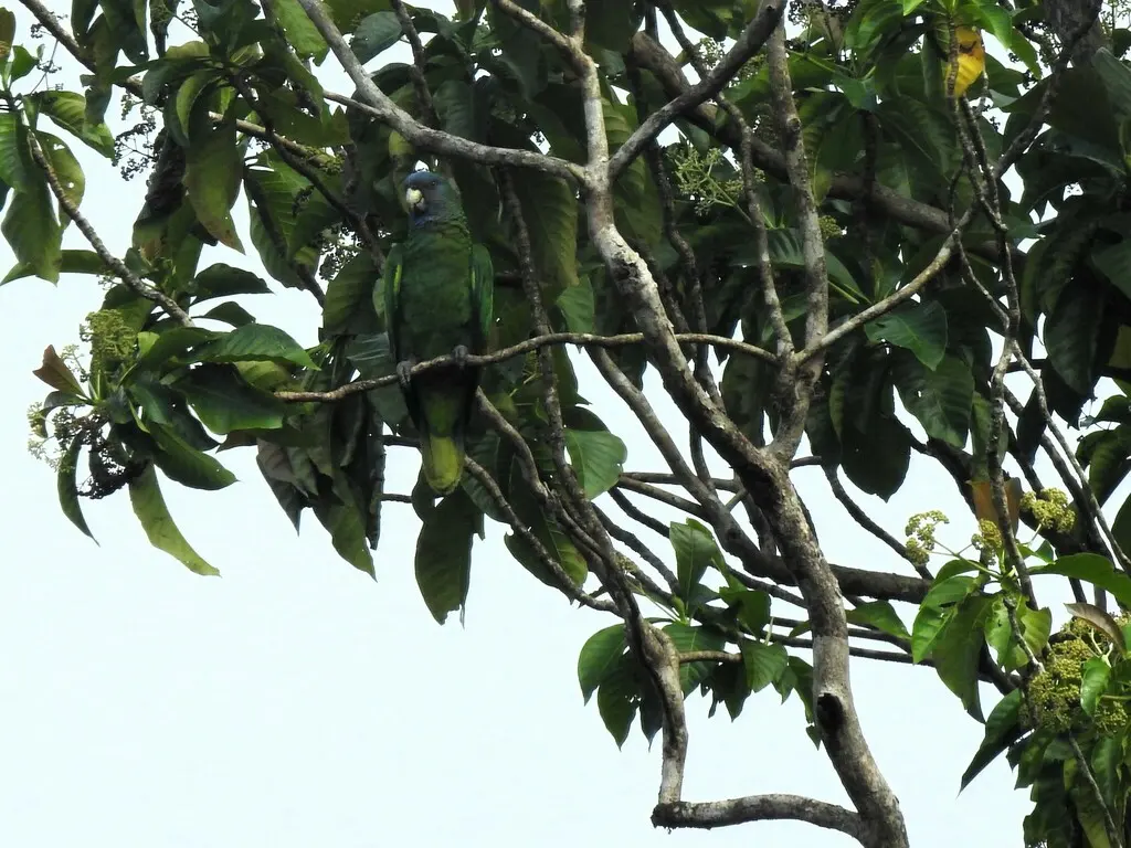 红颈鹦哥(Amazona arausiaca)