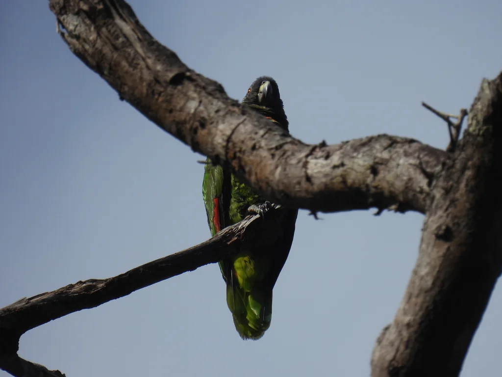 红颈鹦哥(Amazona arausiaca)