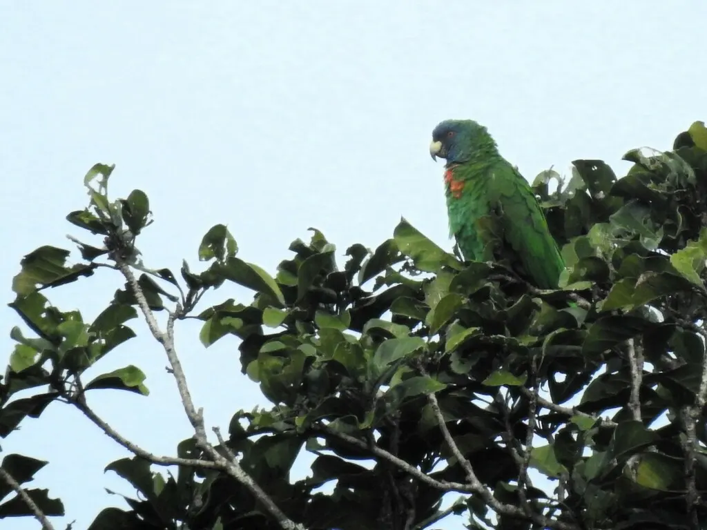 红颈鹦哥(Amazona arausiaca)