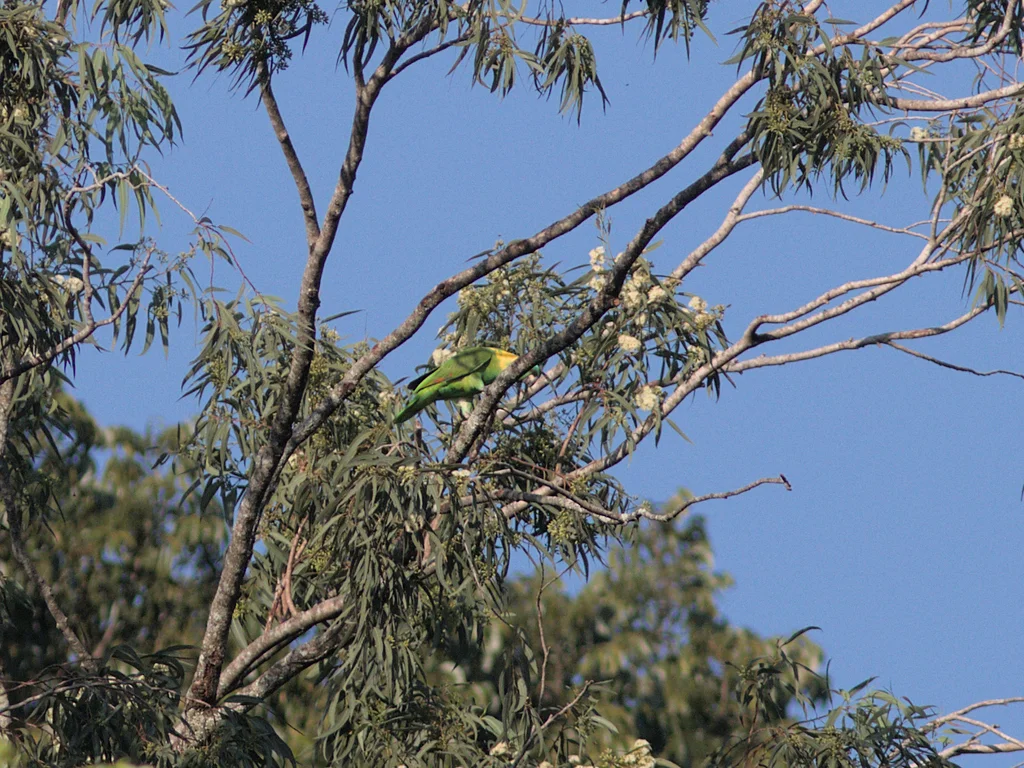 黄枕鹦哥(Amazona auropalliata)