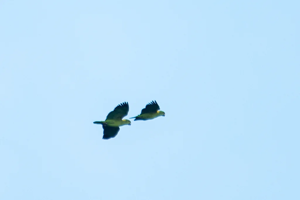 黄枕鹦哥(Amazona auropalliata)