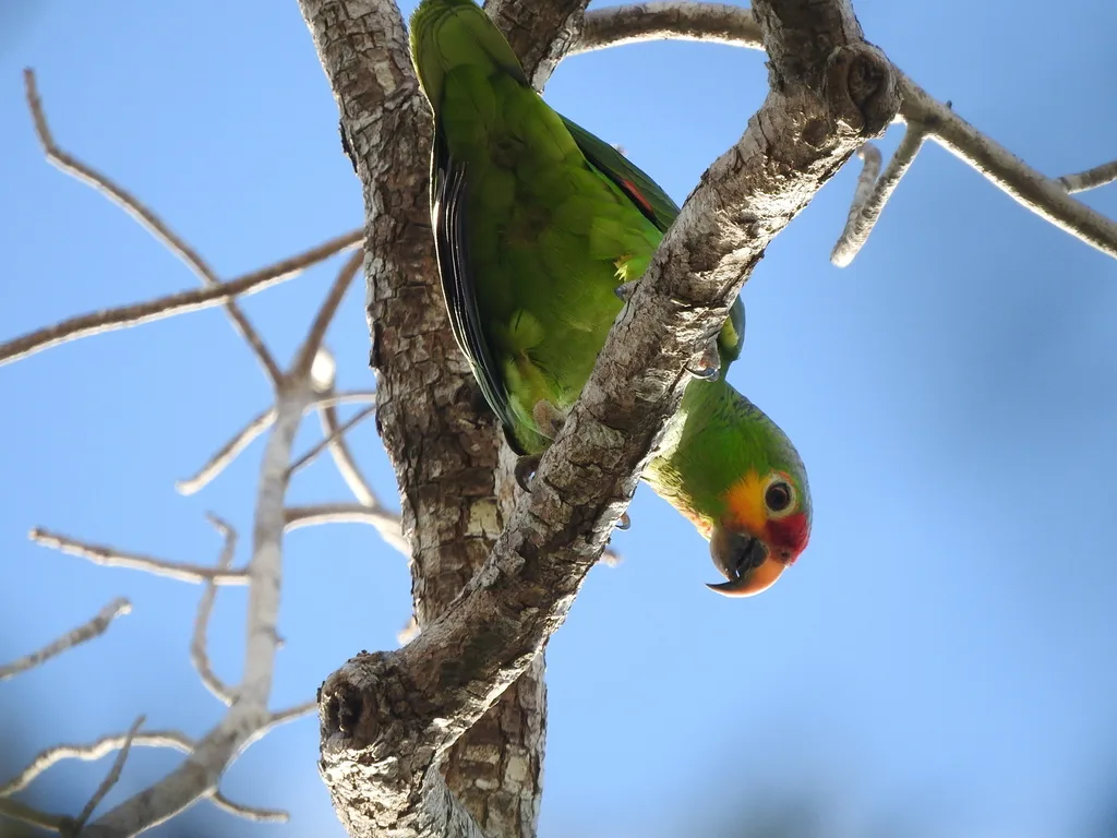 红眼鹦哥（Amazona autumnalis）