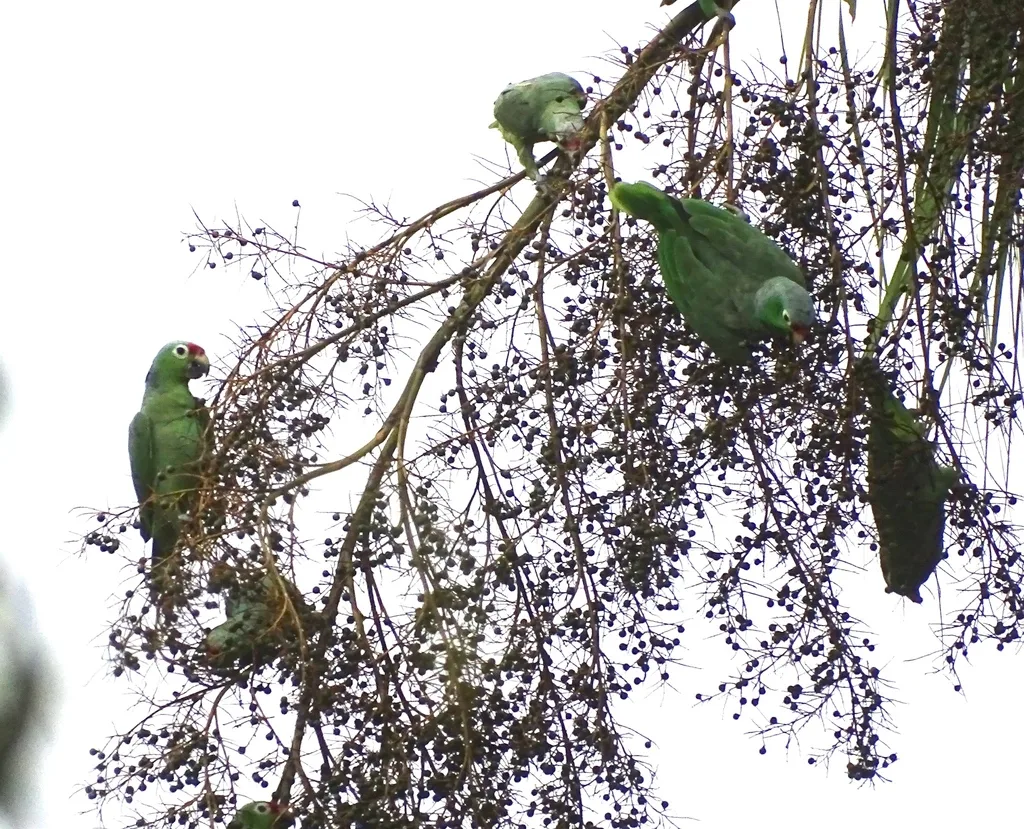 红眼鹦哥（Amazona autumnalis）