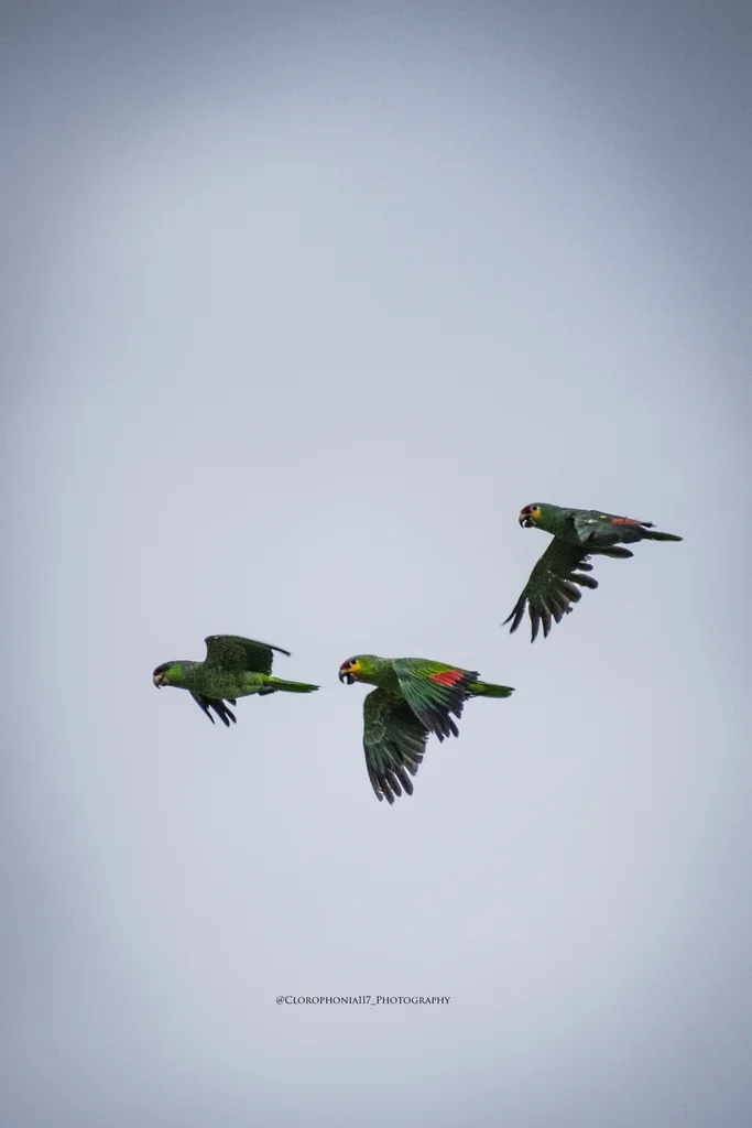 红眼鹦哥（Amazona autumnalis）