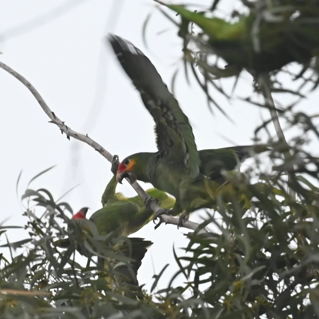 红眼鹦哥（Amazona autumnalis）