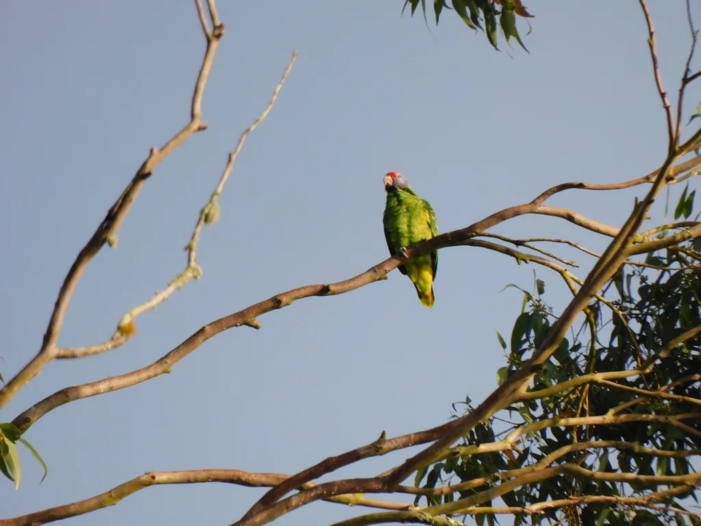 红尾鹦哥（Amazona brasiliensis）