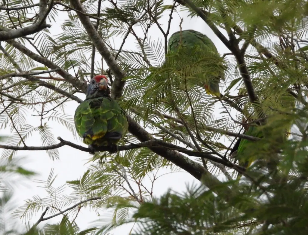 红尾鹦哥（Amazona brasiliensis）