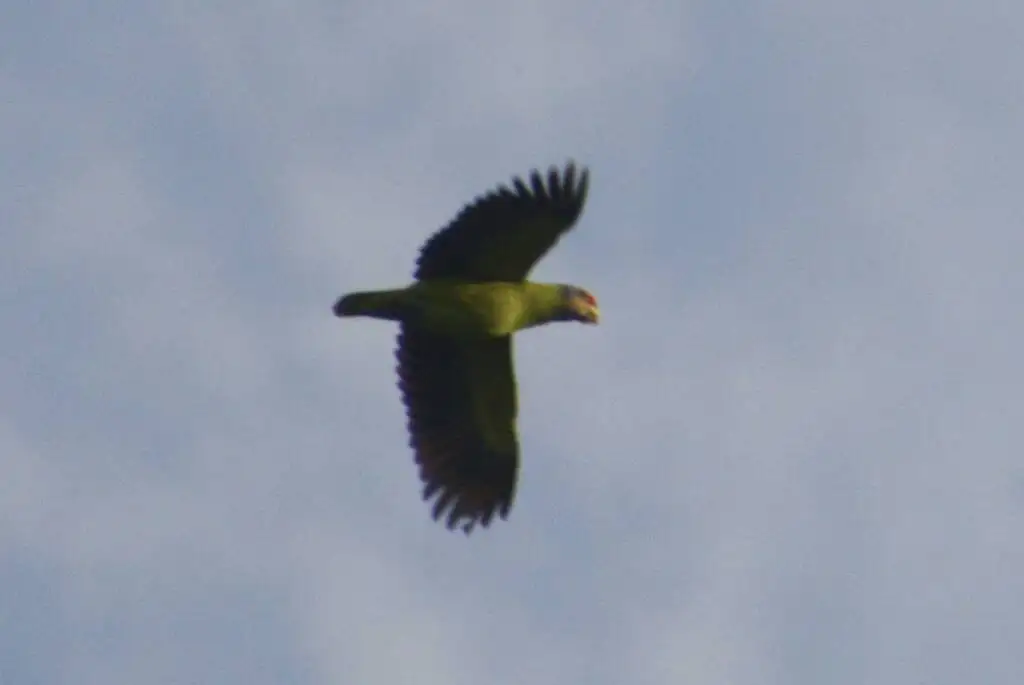 红尾鹦哥（Amazona brasiliensis）