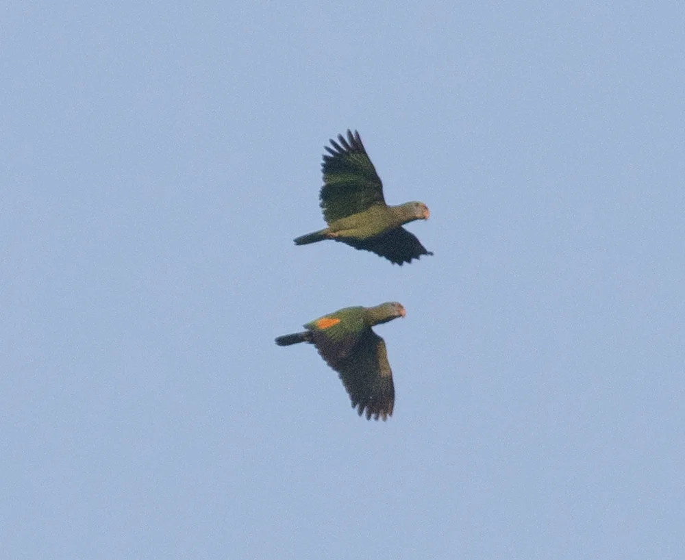 蓝颊鹦哥(Amazona dufresniana)