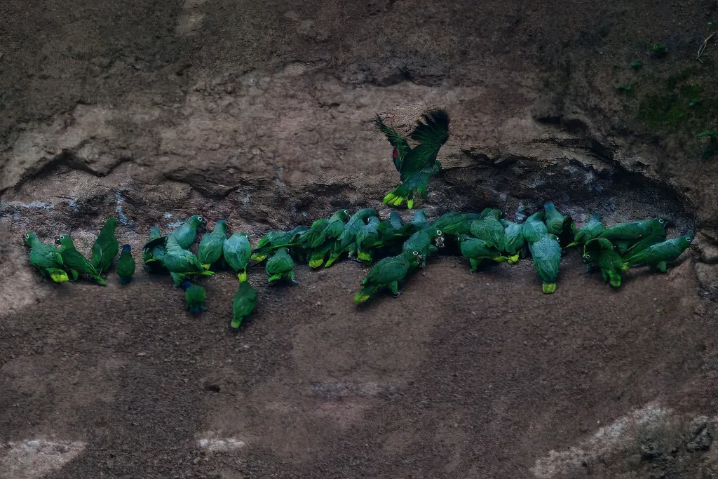 斑点鹦哥(Amazona farinosa)