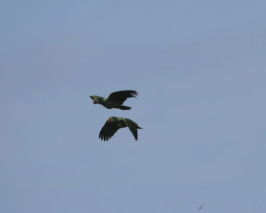 斑点鹦哥(Amazona farinosa)