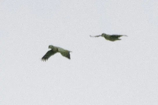 斑点鹦哥(Amazona farinosa)