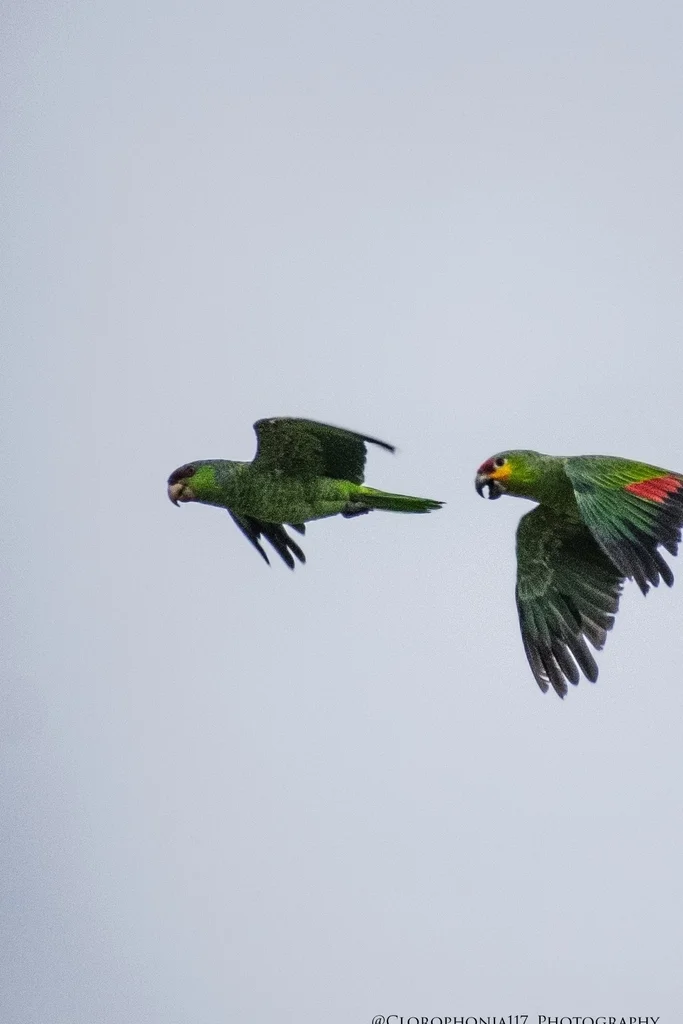 淡紫冠鹦哥（Amazona finschi）