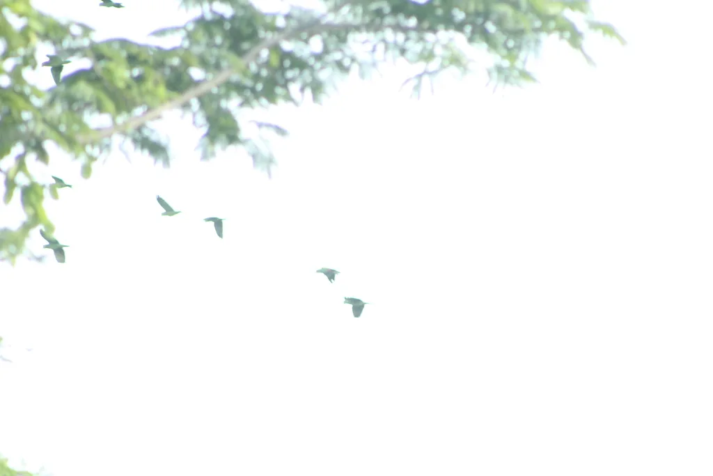 淡紫冠鹦哥（Amazona finschi）