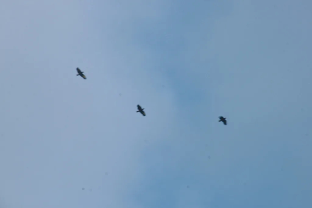 圣文森特鹦哥(Amazona guildingii)