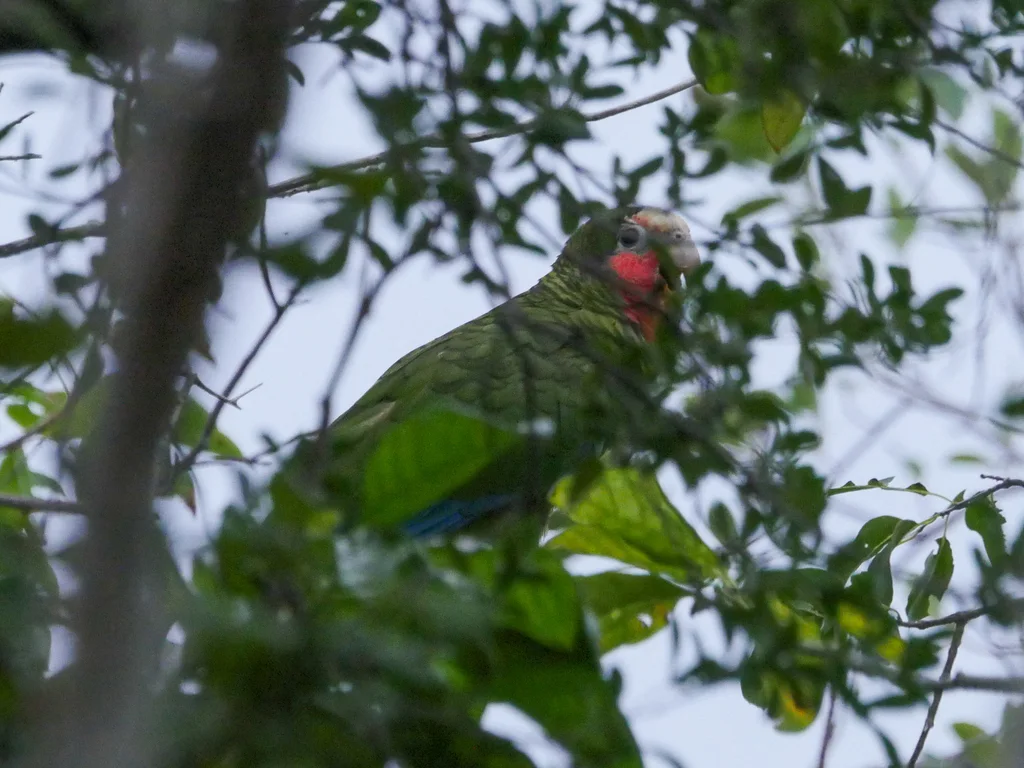 古巴白额鹦哥(Amazona leucocephala)