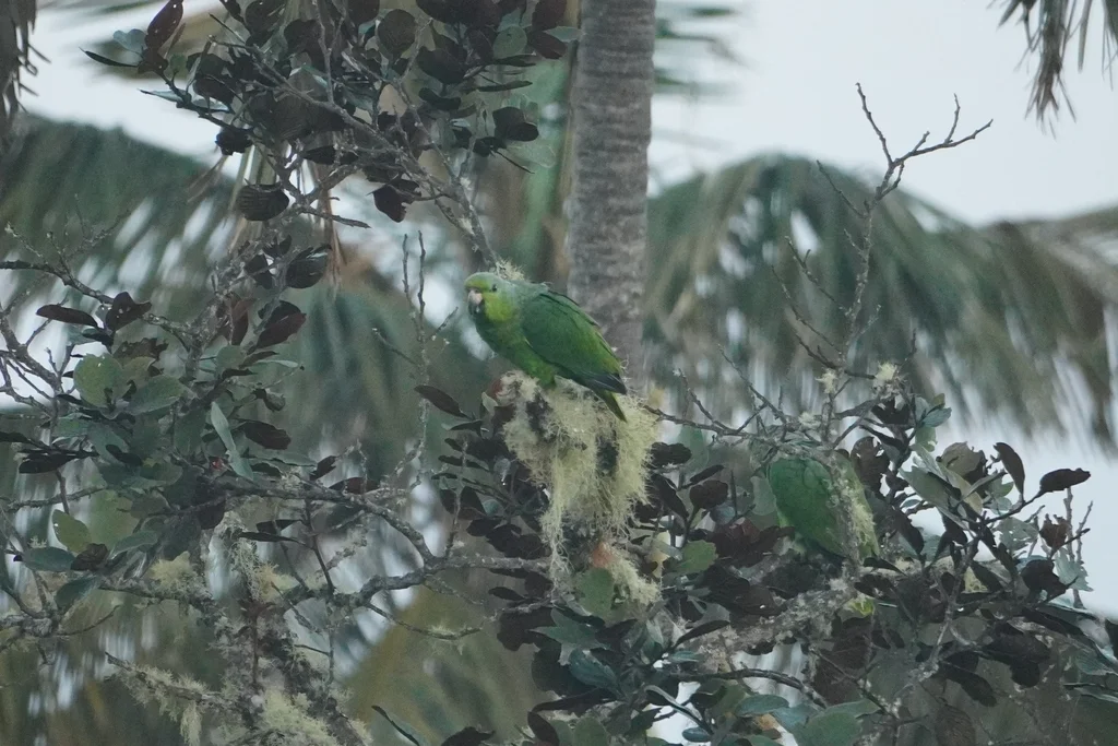 鳞颈鹦哥(Amazona mercenarius)