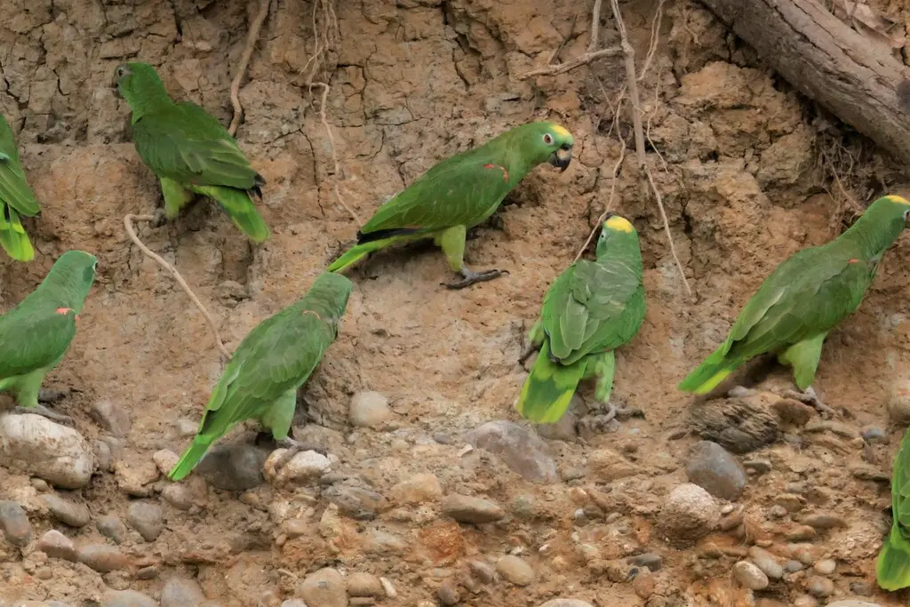 黄冠鹦哥(Amazona ochrocephala)