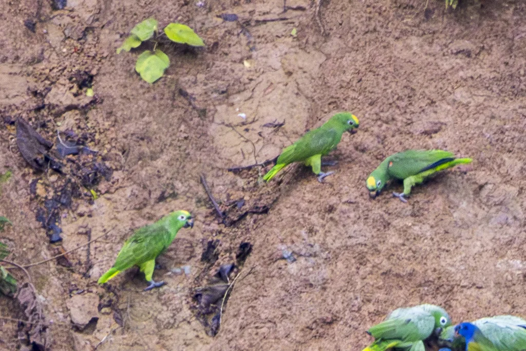 黄冠鹦哥(Amazona ochrocephala)