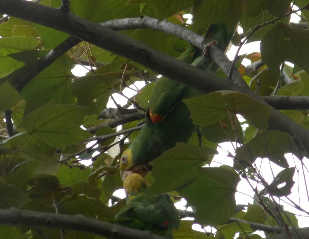 黄头鹦哥(Amazona oratrix)