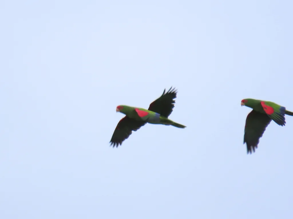 红眶鹦哥(Amazona pretrei)