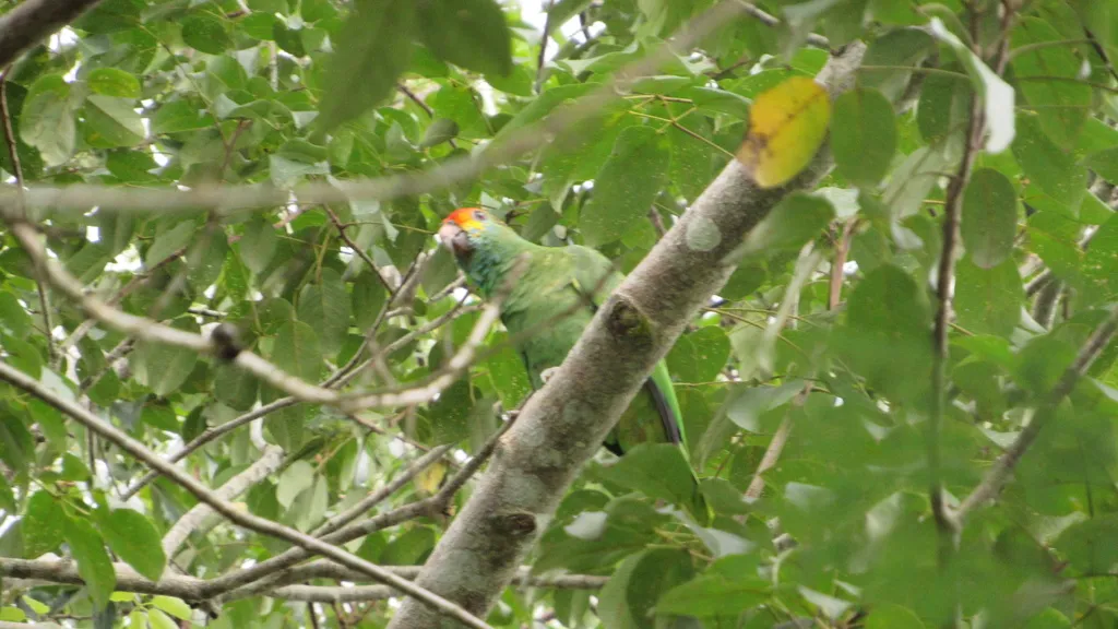 红眉鹦哥（Amazona rhodocorytha）