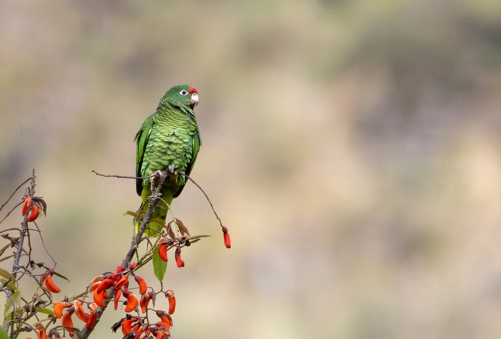 图库曼鹦哥（Amazona tucumana）