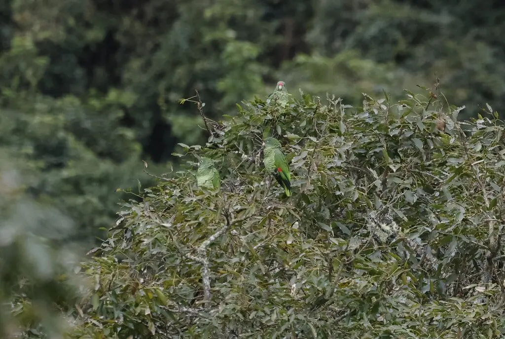 图库曼鹦哥（Amazona tucumana）