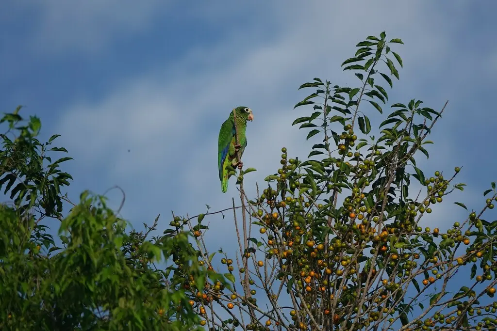 白眶绿鹦哥(Amazona ventralis)