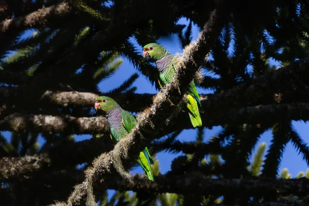 红胸鹦哥(Amazona vinacea)