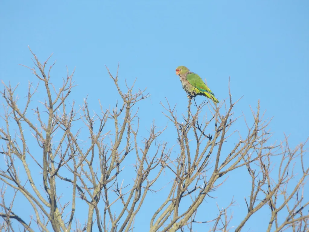 红胸鹦哥(Amazona vinacea)