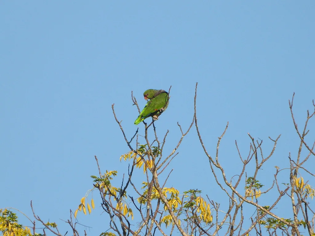 红胸鹦哥(Amazona vinacea)
