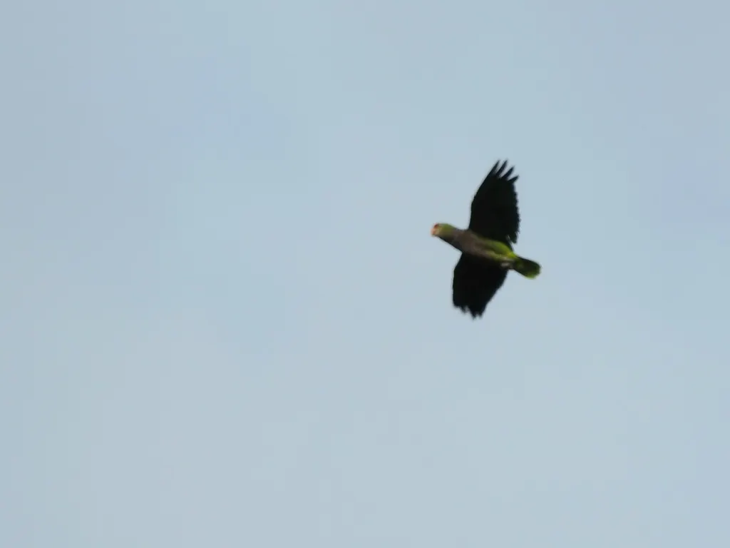 红胸鹦哥(Amazona vinacea)