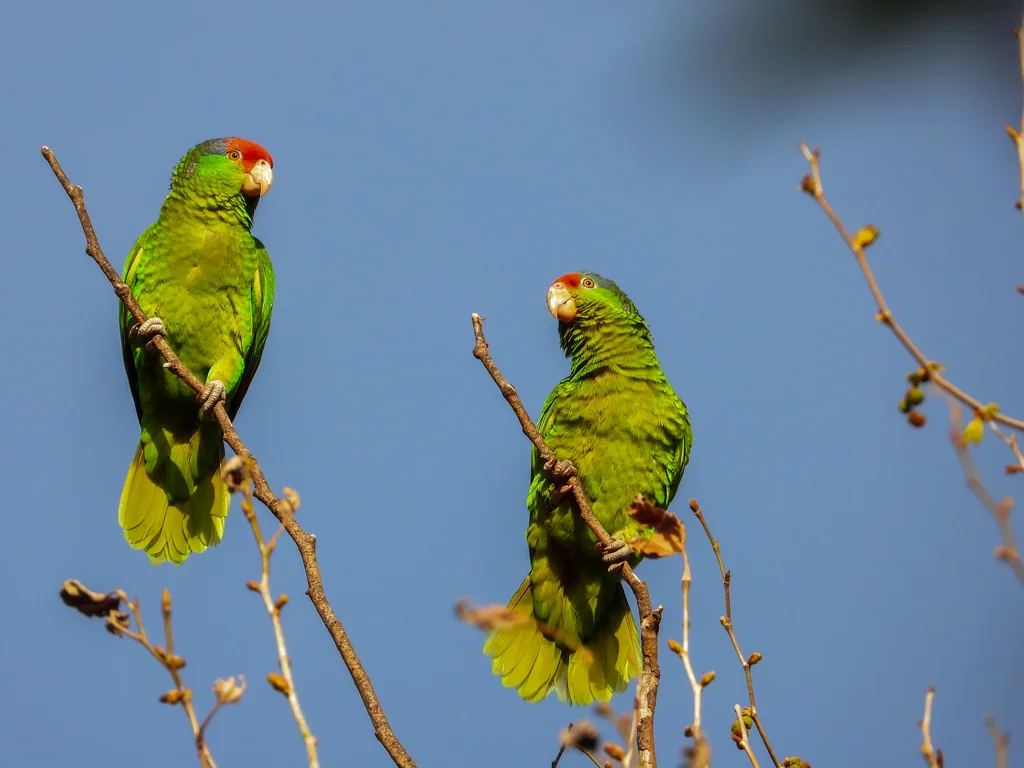 红冠鹦哥(Amazona viridigenalis)