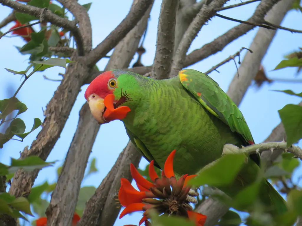红冠鹦哥(Amazona viridigenalis)