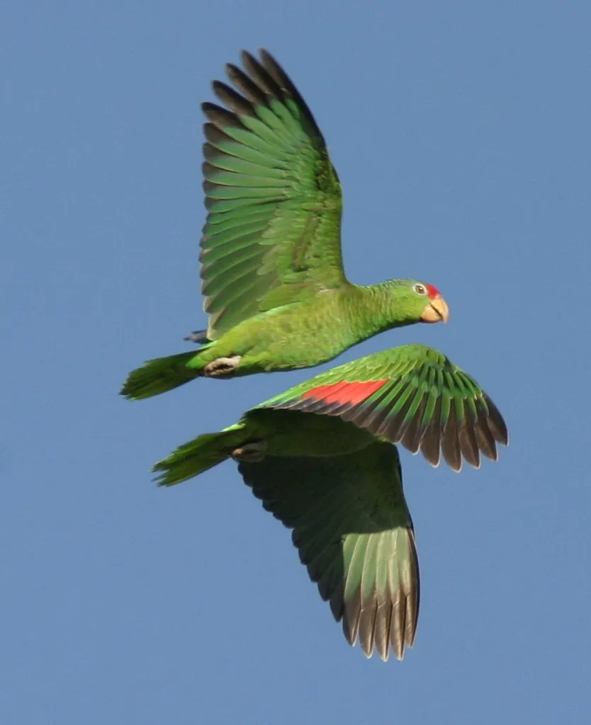 红冠鹦哥(Amazona viridigenalis)