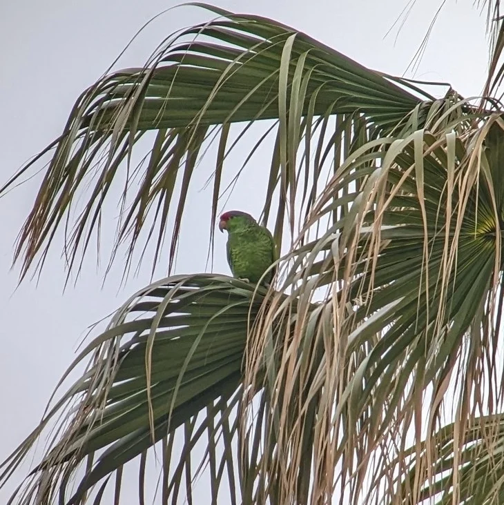 红冠鹦哥(Amazona viridigenalis)