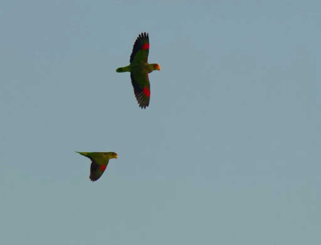 黄眼先鹦哥(Amazona xantholora)