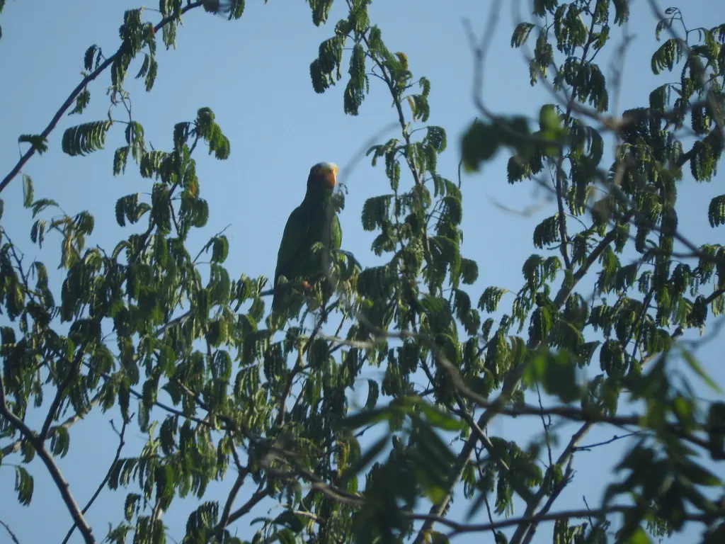 黄眼先鹦哥(Amazona xantholora)