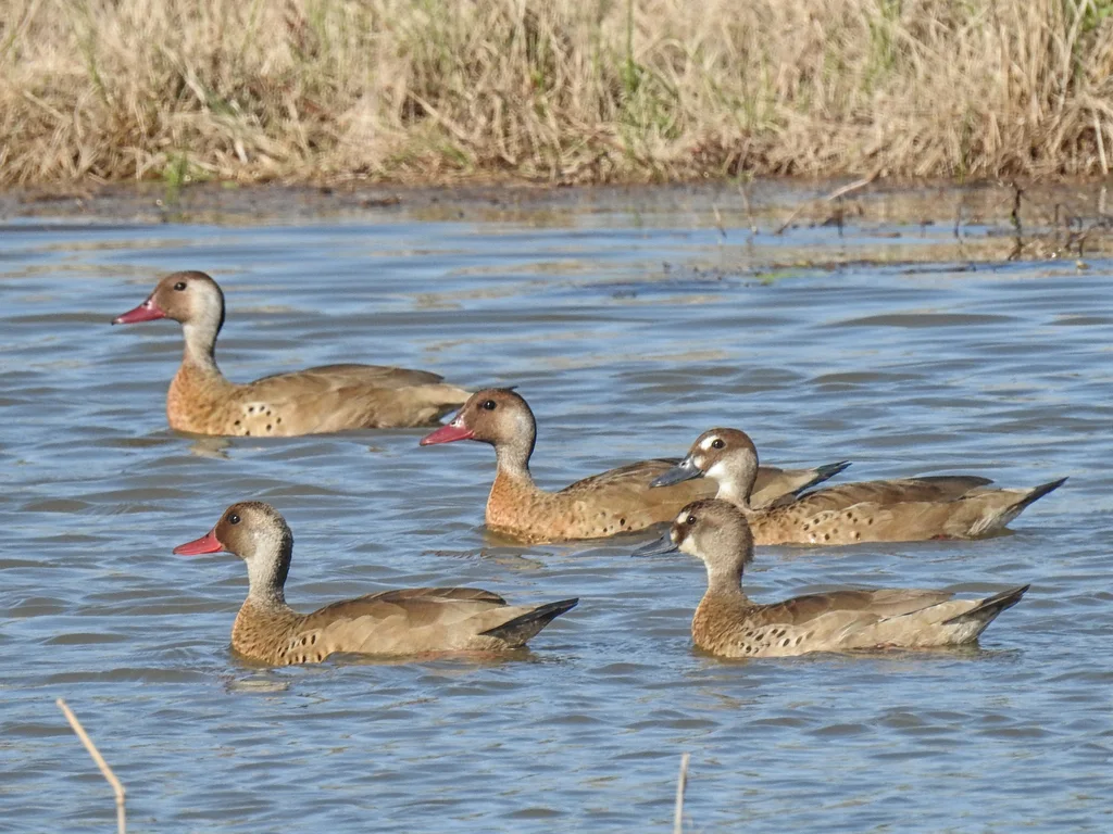 巴西凫(Amazonetta brasiliensis)