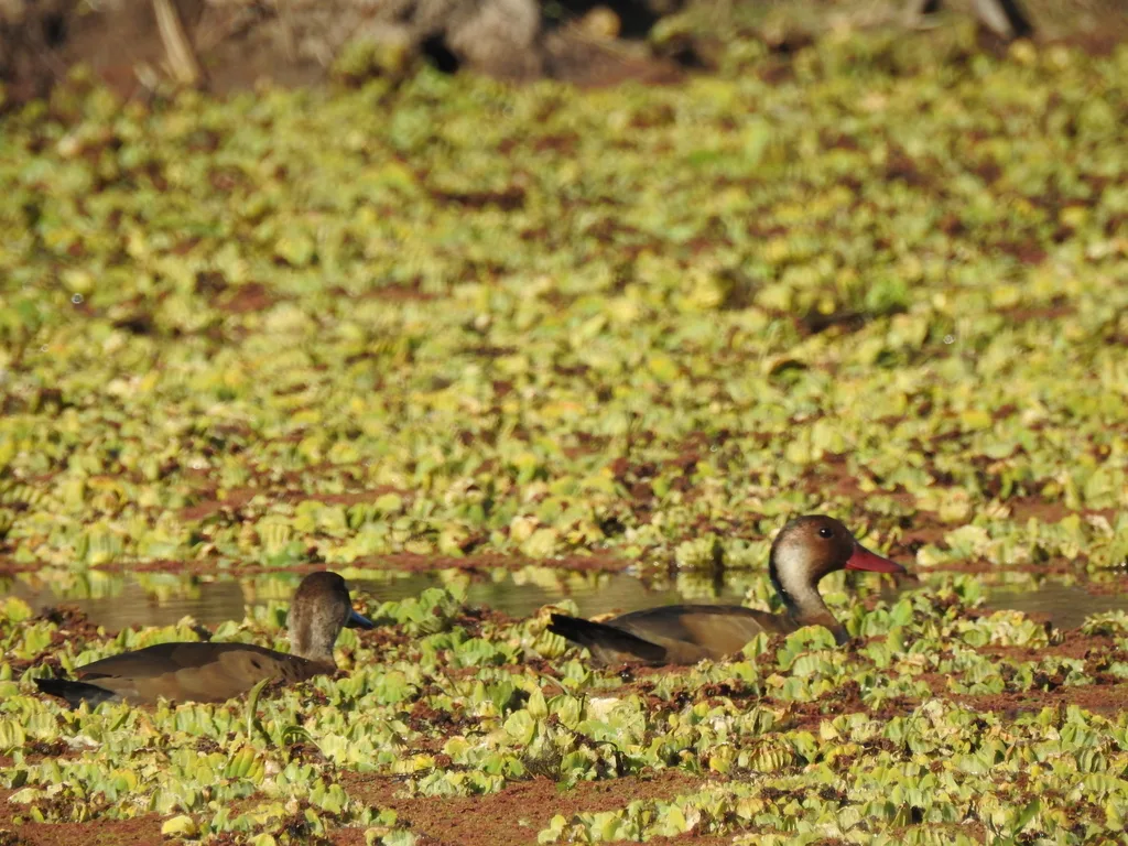 巴西凫(Amazonetta brasiliensis)