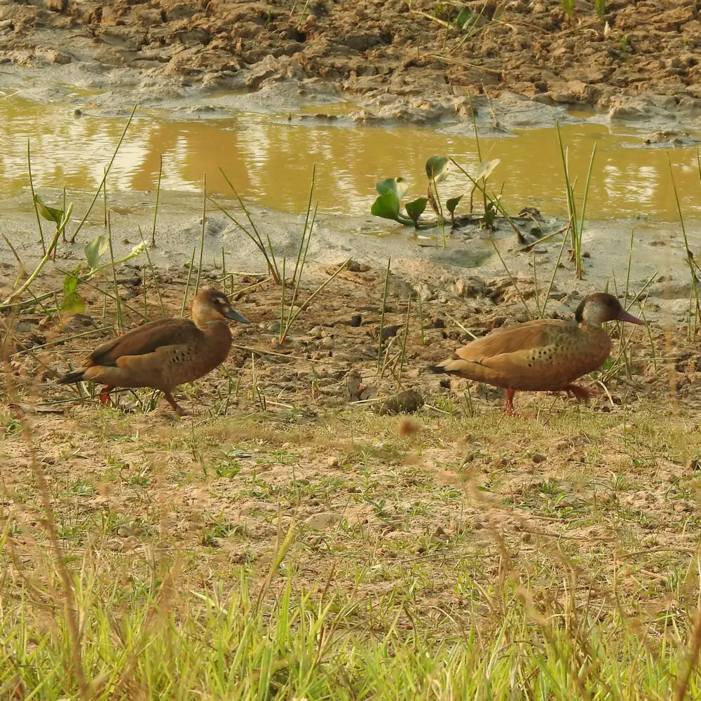 巴西凫(Amazonetta brasiliensis)