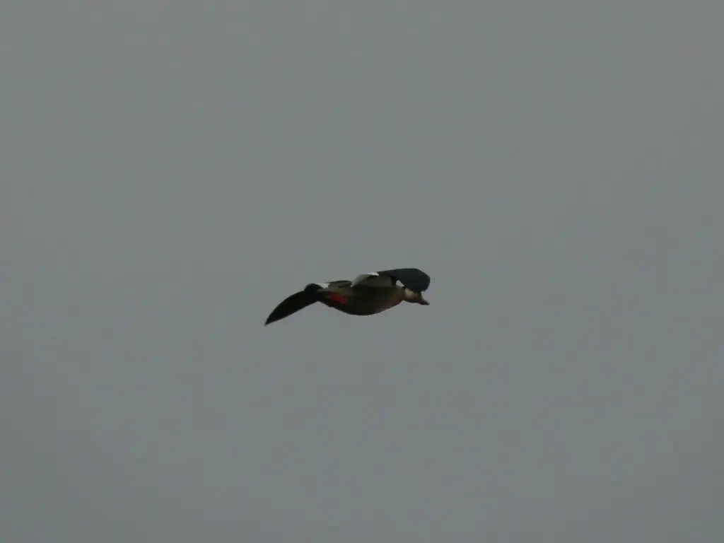 巴西凫(Amazonetta brasiliensis)